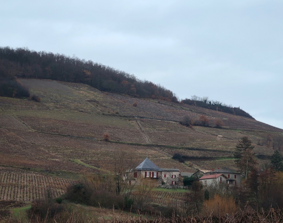 Domaine du Pavillon de Chavannes vineyards