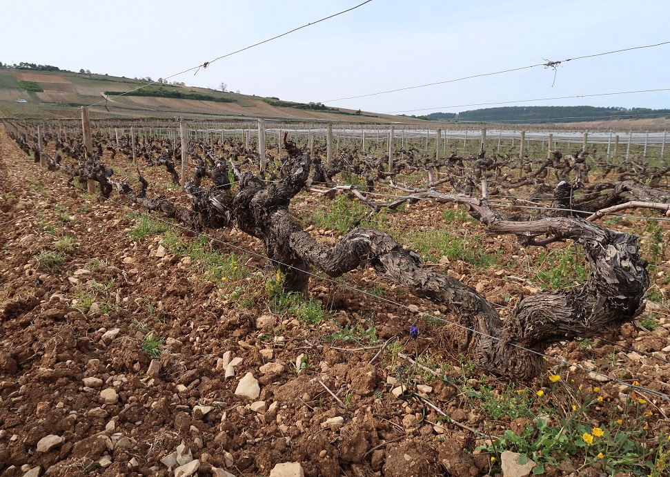 Ancient Vine in Fremiets at Domaine Joseph Voillot