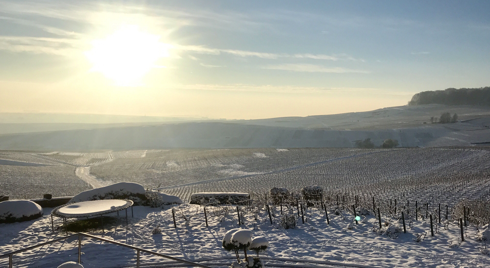 Champagne Lancelot Pienne vines in winter