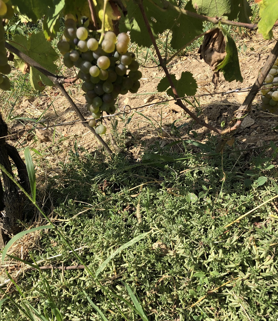 Domaine Pierre Jean Villa's sedum in vines
