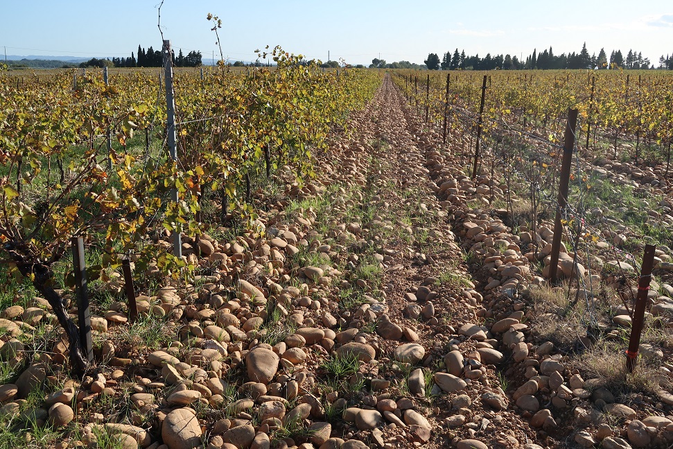 Pierredon_Cotes_du_Rhone_vineyards