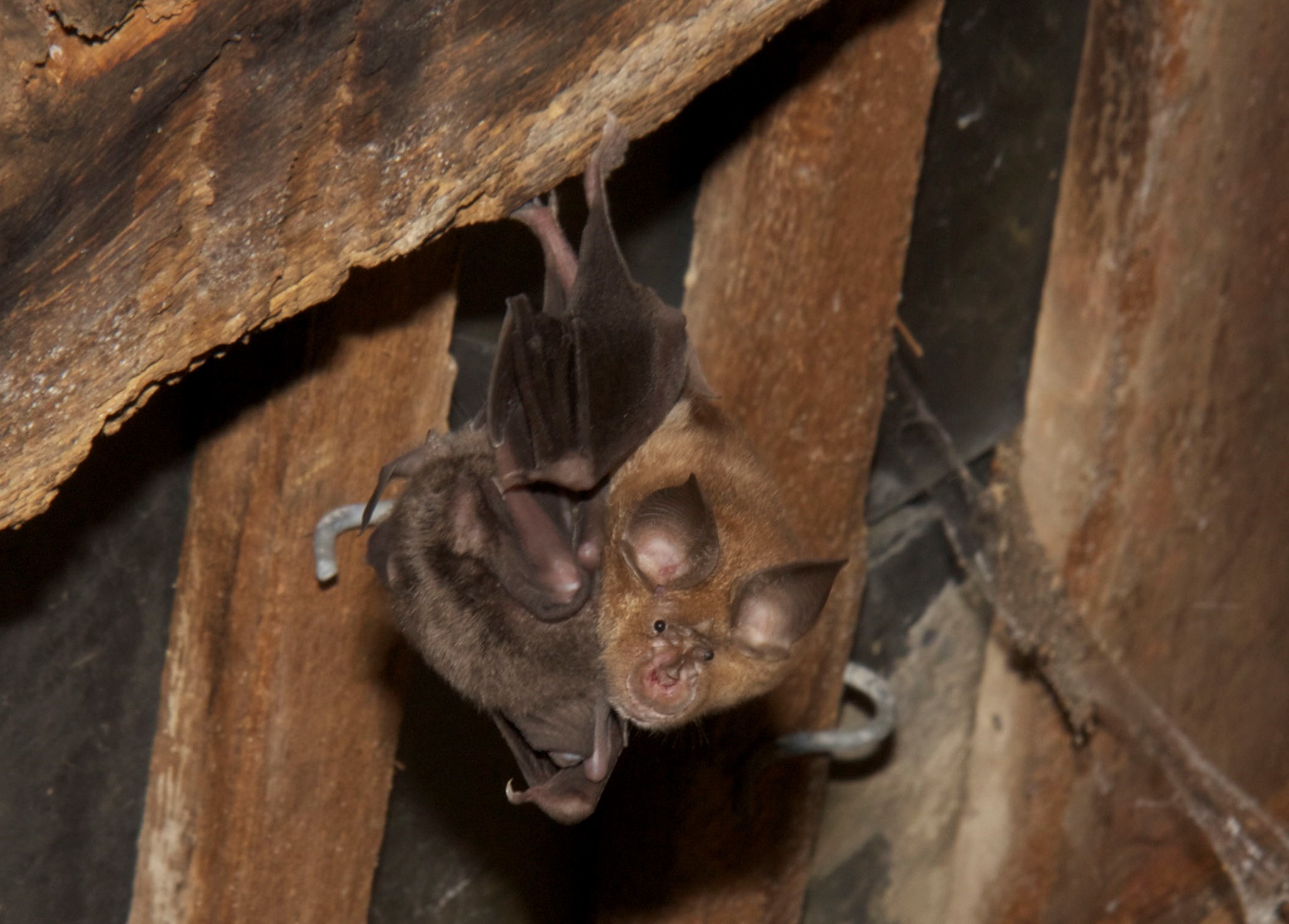 Domaine de la Roche Bleue's bats in the cave
