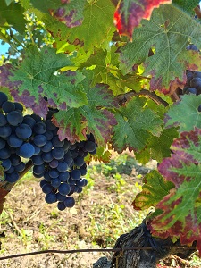 Chevalerie grapes