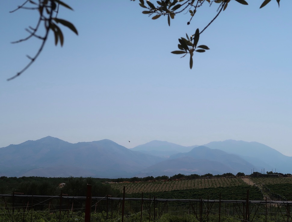 Psarades Vineyard at Lyrarakis