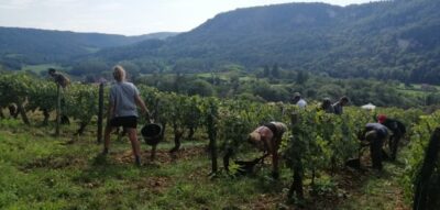 Mouillard harvest