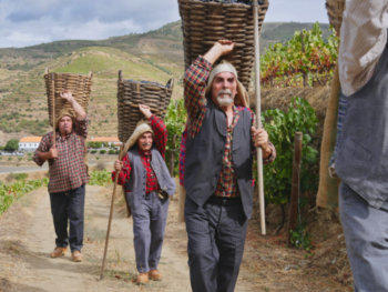 Quinta do Tedo harvest