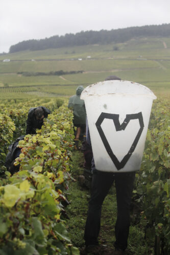 Voillot harvest
