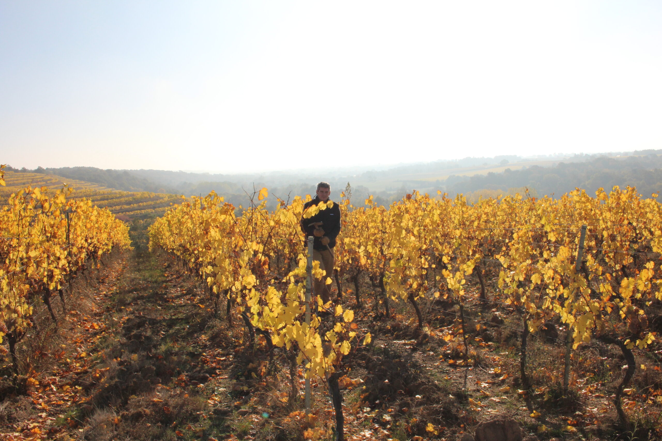 Domaine Lecointre vines