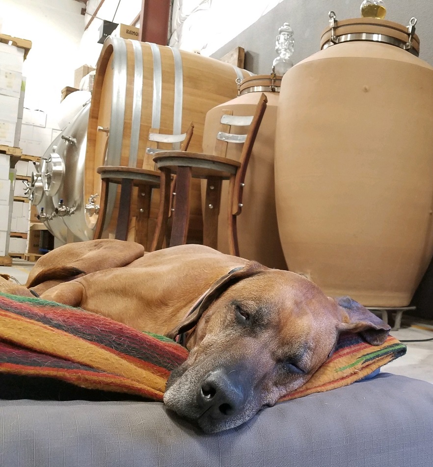 RDeovlet Wines cellar with dog