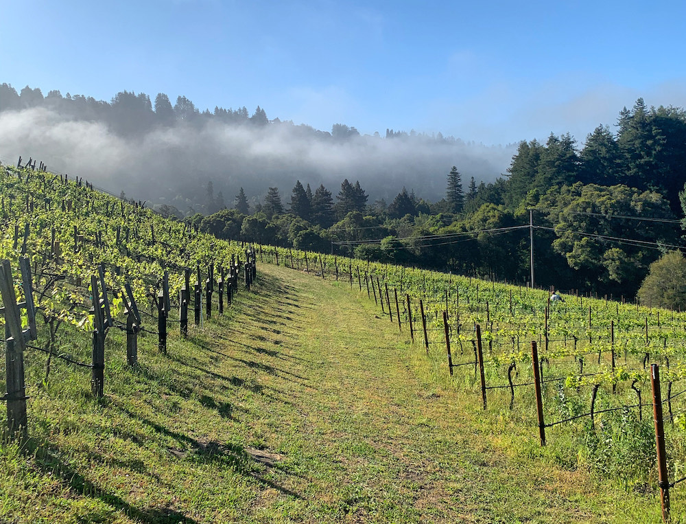 Madson Toyon Vineyard
