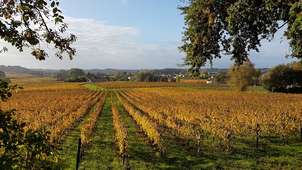 Monteberiot vines