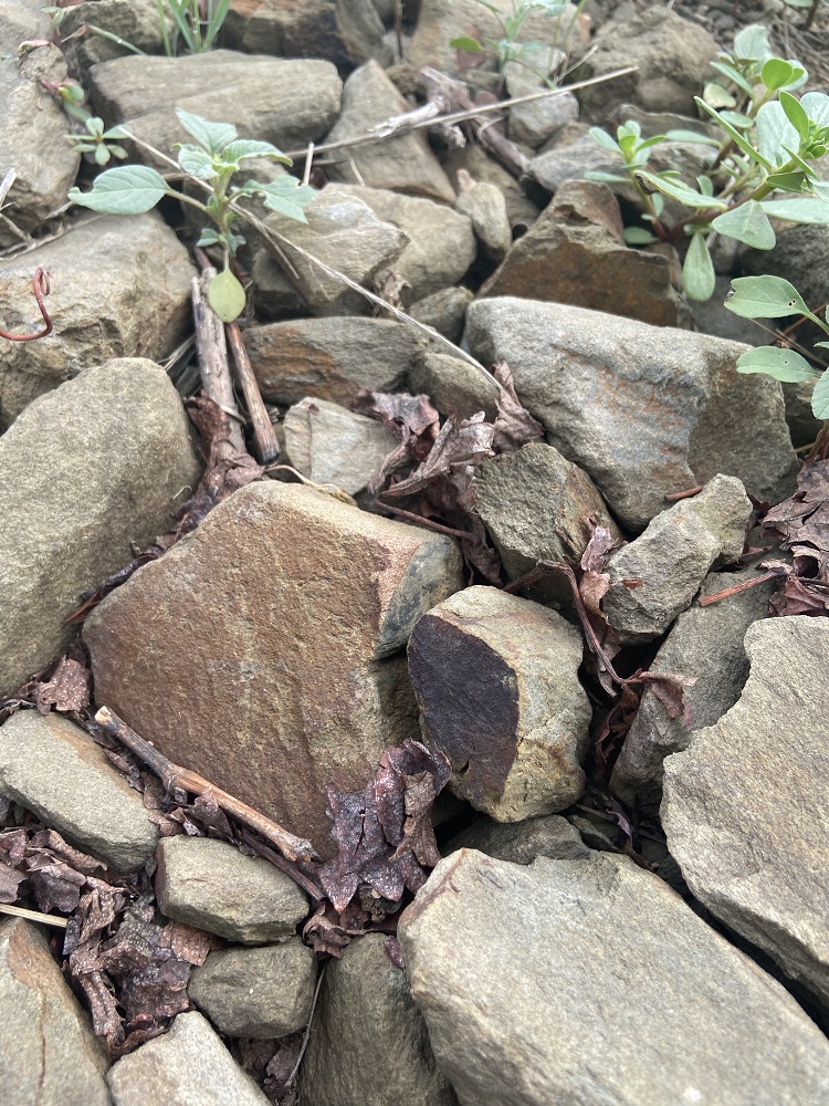 Domaine Ollier-Taillefer schist