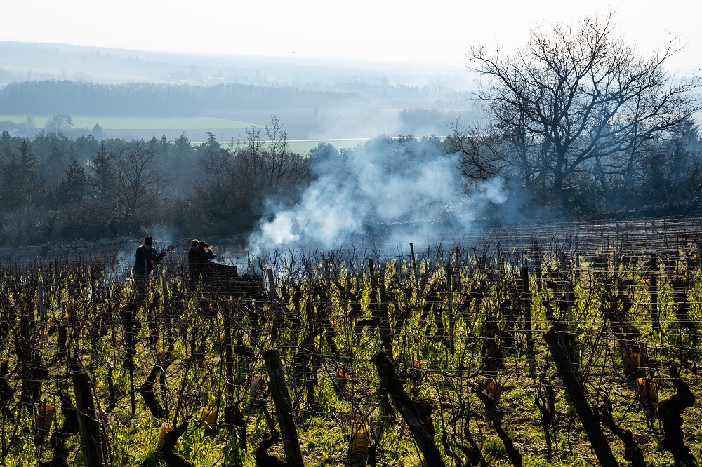 Domaine de la Folie pruning