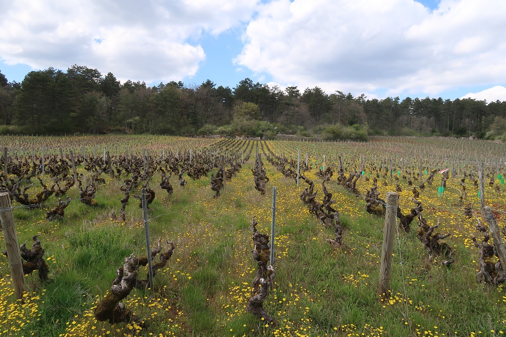 Domaine Serrigny Aligoté vines