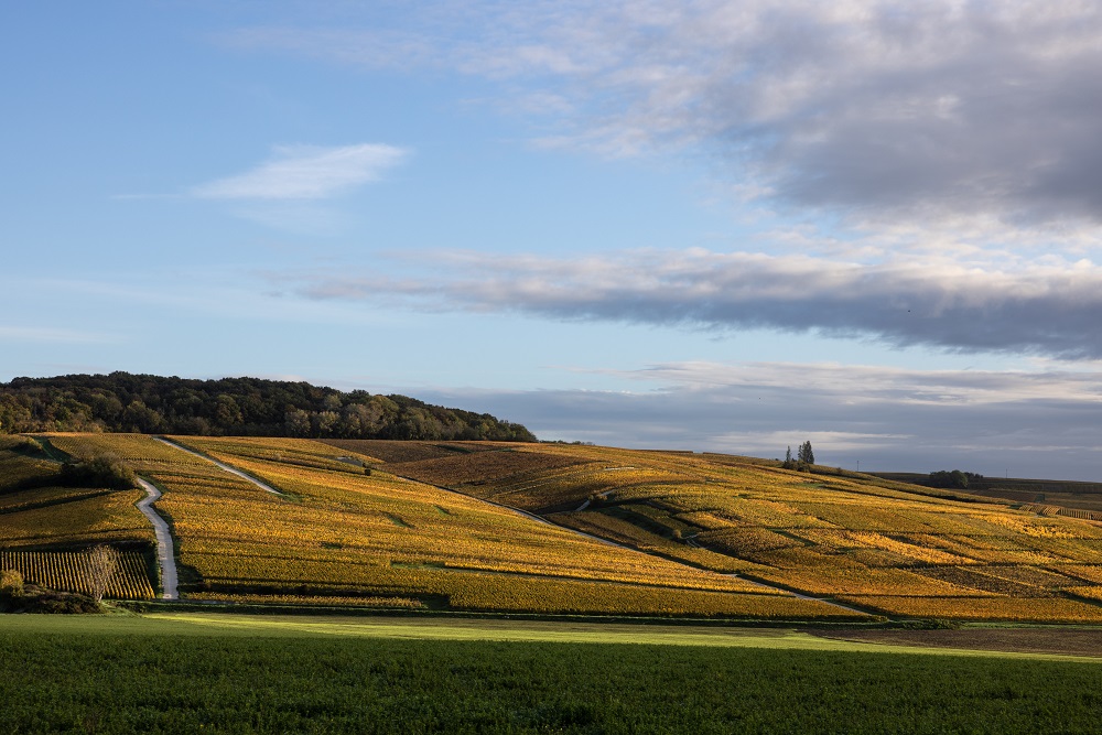 Champagne Laborde vineyard