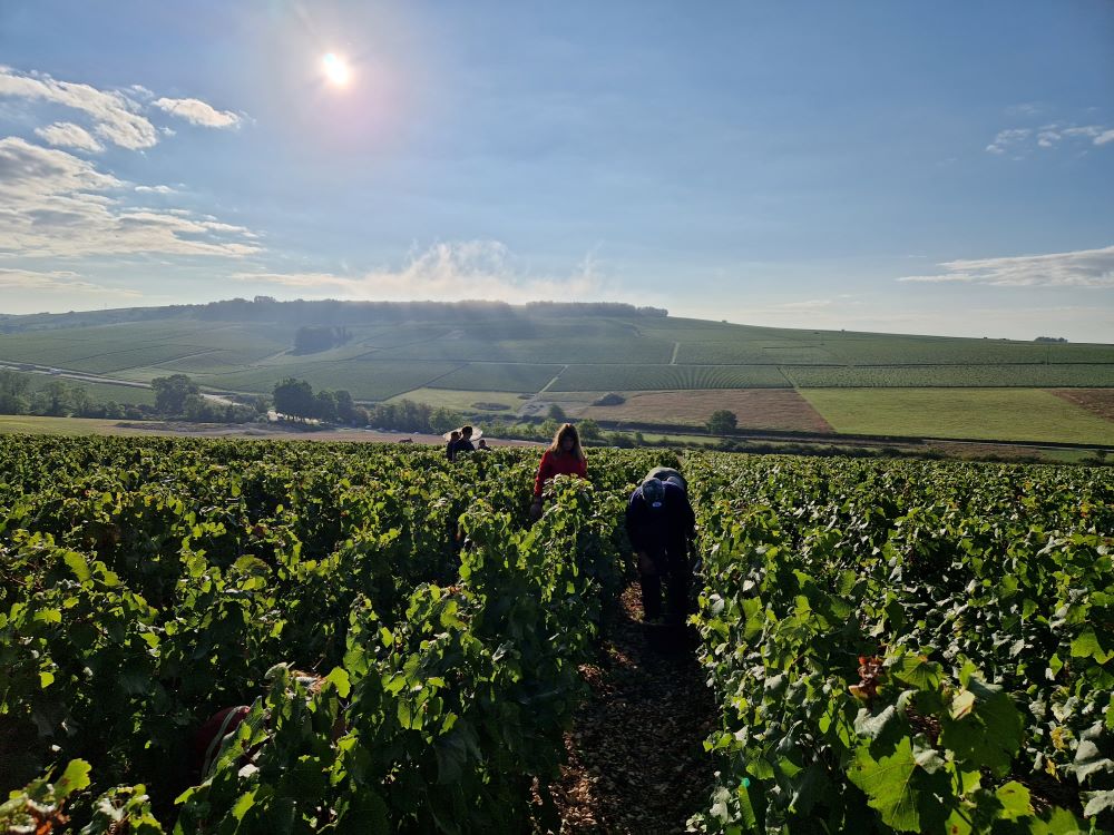 Chateau de Fleys Harvest 2023