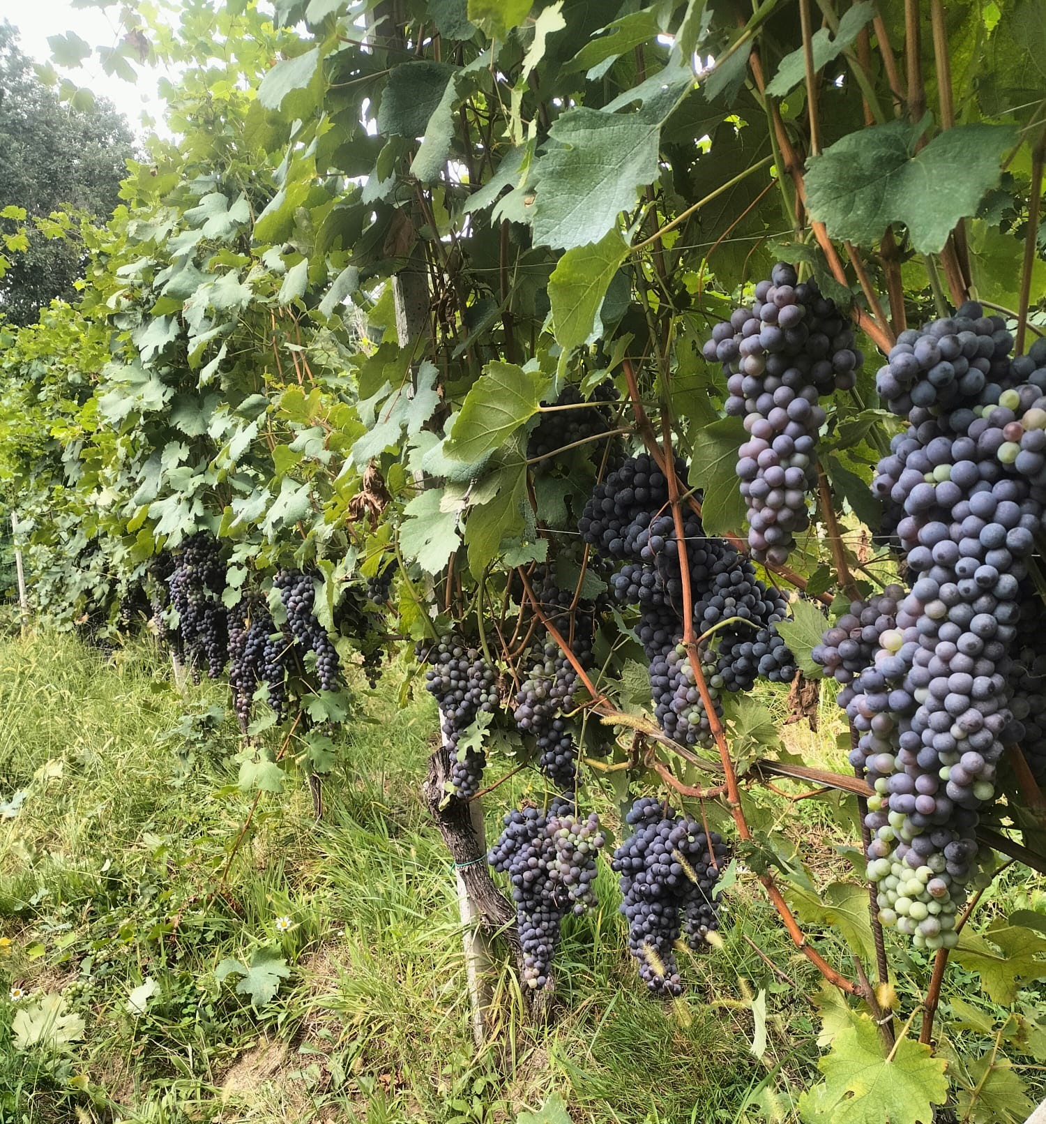 Gaggiano Gattinara grapes August 2023