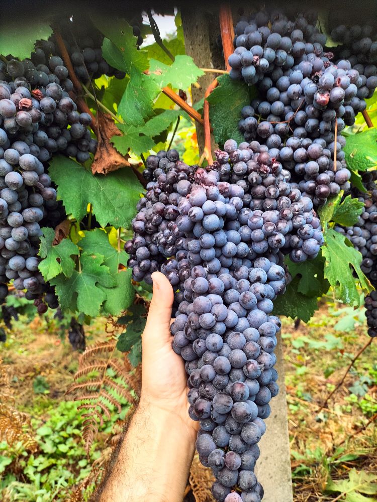 Gaggiano grapes Harvest 2023