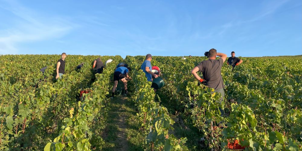 Champagne Laborde Harvest 2023