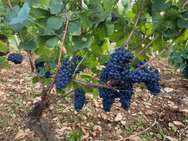 Voillot Volnay Les Fremiets grapes August 2023