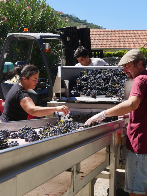 Quinta do Tedo Harvest 2023