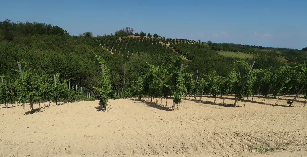 Zoppi Cristina's Ruchè vines