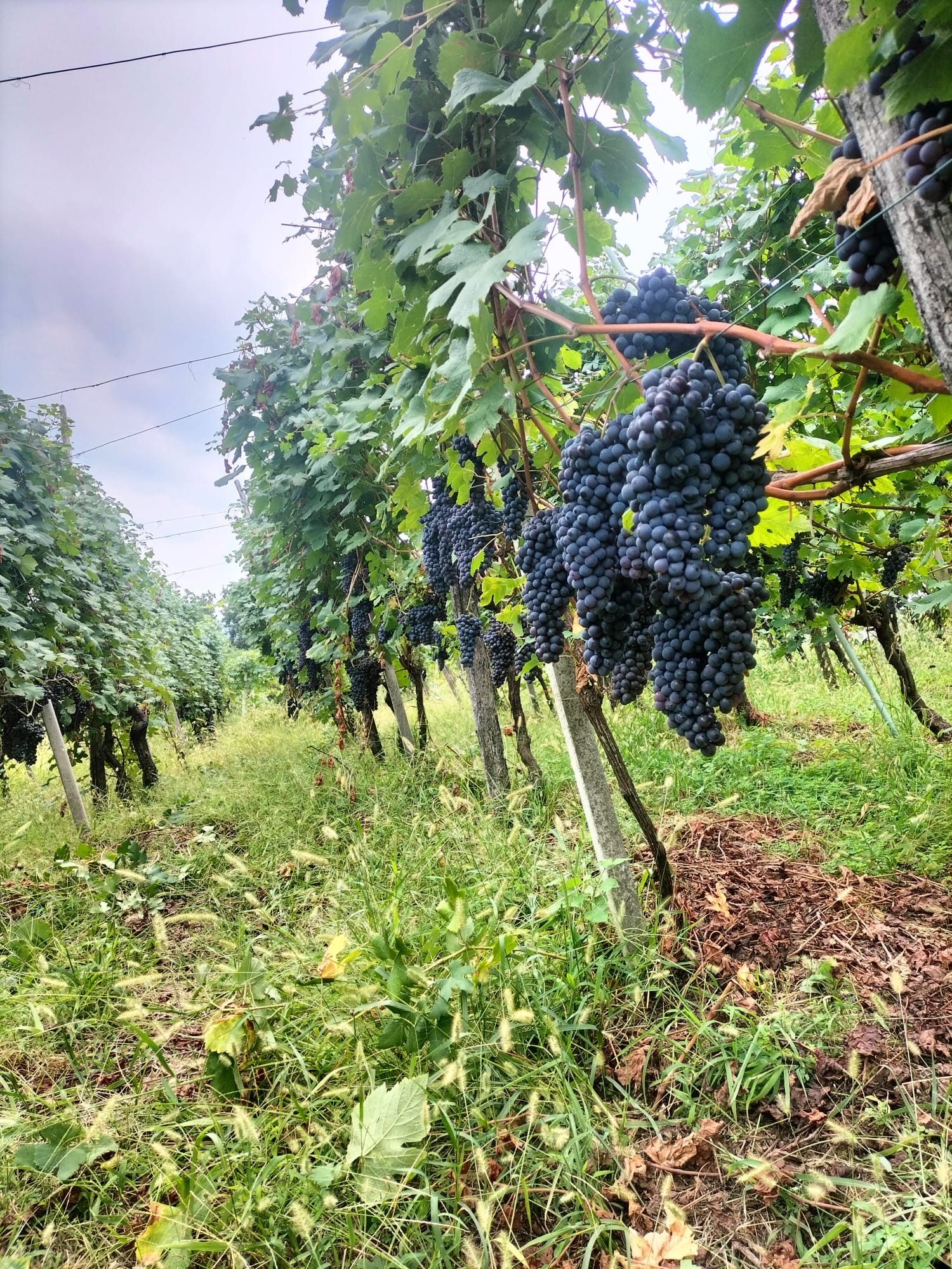 Cantina Gaggiano grapes