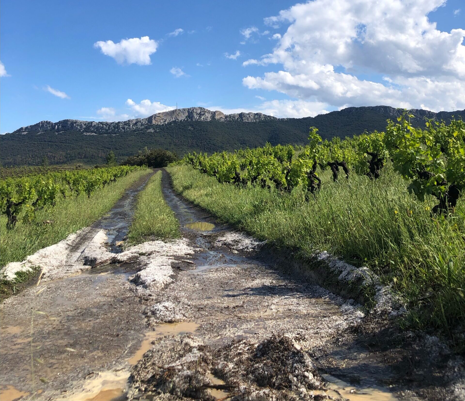 Domaine Paul Meunier hail