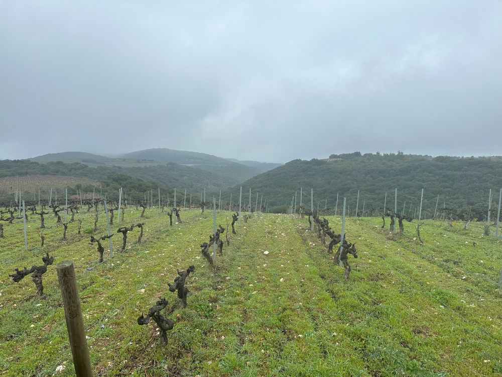 Domaine Ollier-Taillefer old vine parcel in Fos
