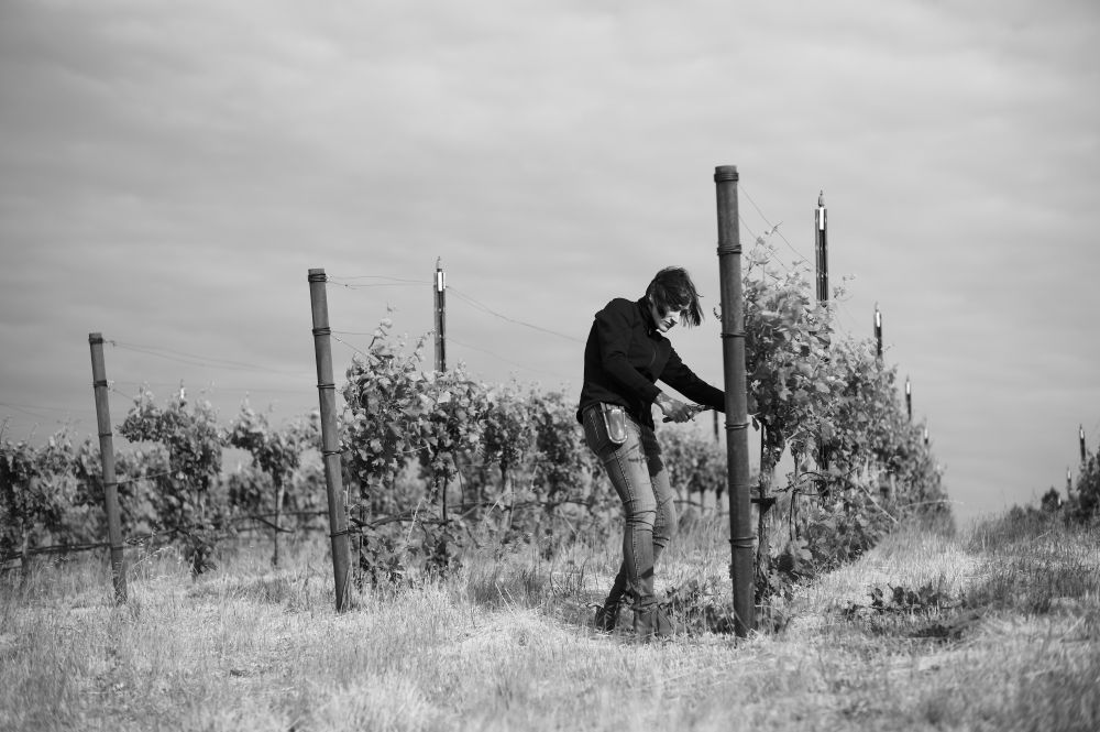 Model Farm: Joanna pruning the vines