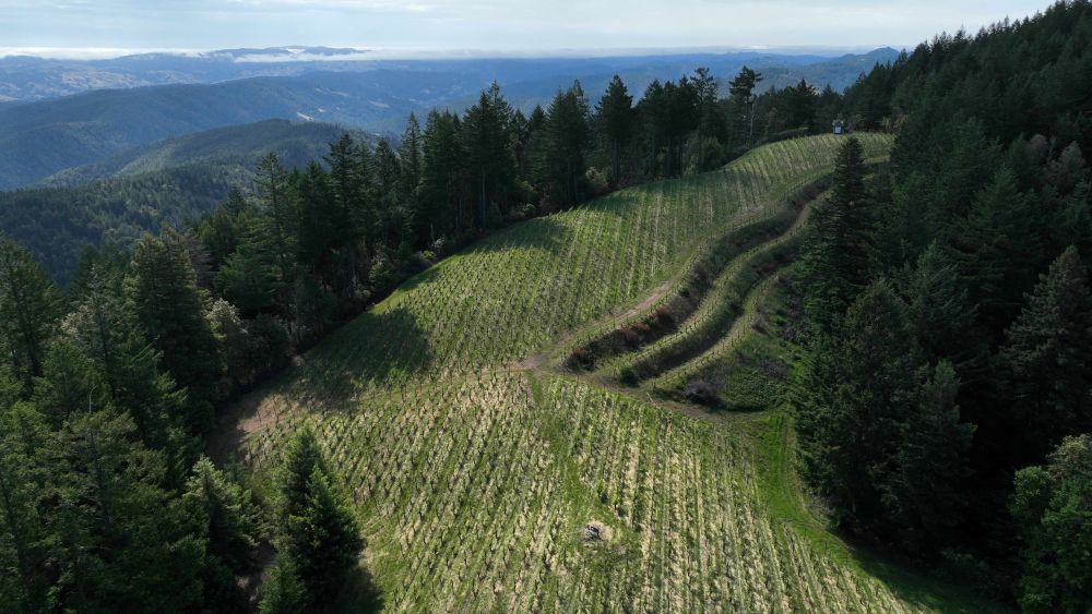 Model Farm: drone shot of vines