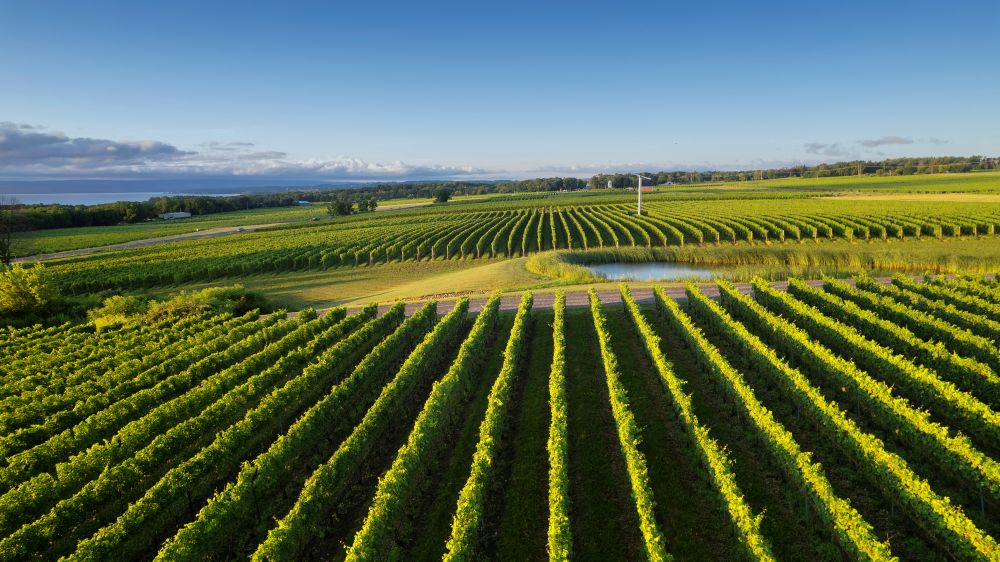 Limnad vineyard
